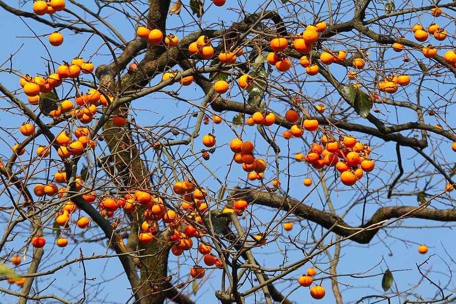 natural, fruit trees, persimmon, orange, fruit, tree, low angle view, plant, orange color, growth
