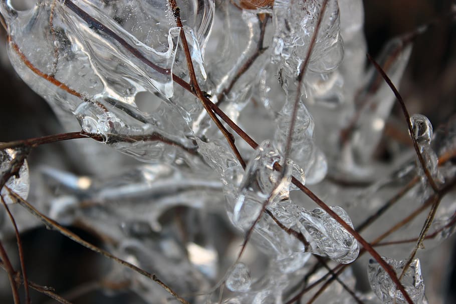 ice, cold, nature, water, tree, branch, ze, winter, frozen, icy