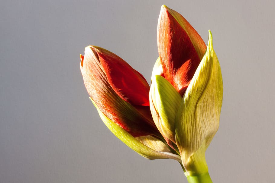 red, tulips, green, leaf, amaryllis, bud, flower, plant, botany, close