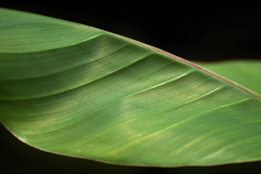 folha de bananeira, fibras, banana, folha, costelas, flora, planta, botânica, cor verde, close-up