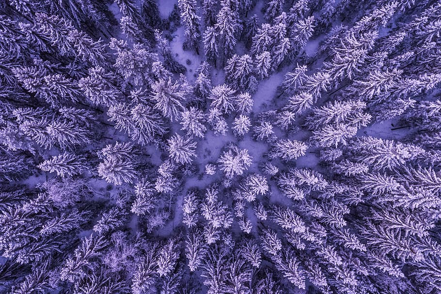 aerial, drone shot, snow-covered, trees, winter forest, Aerial drone, shot, snow, covered, nature
