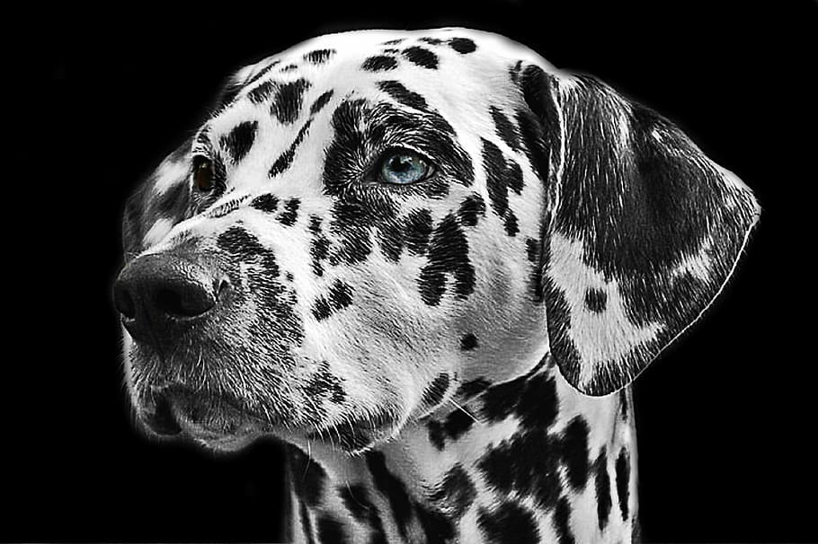 adult, white, black, dalmatian, dalmatians, dog, animal, head, animal portrait, dog breed