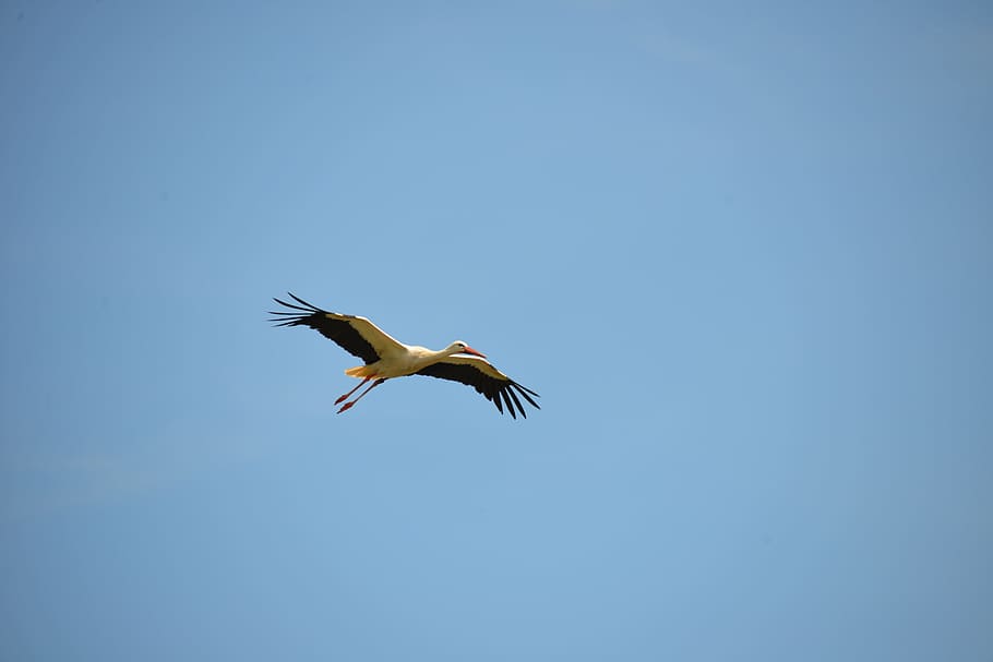 Stork, Bird, Animal, Rattle, rattle stork, nature, white stork, fly, sky, blue