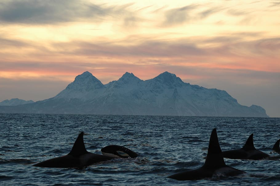 several killer whales, Orca, Lofoten Islands, Dusk, Seascape, sunset, cloud - sky, sea, nature, water