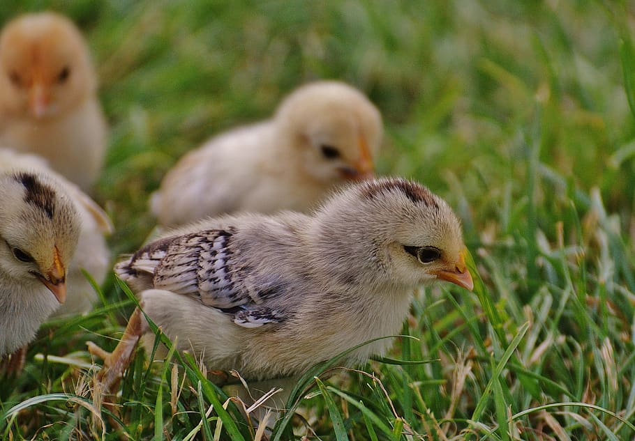 close, four, yellow-and-black chicken chicks, walking, grass, daytime, Chicks, Chicken, Small, Poultry