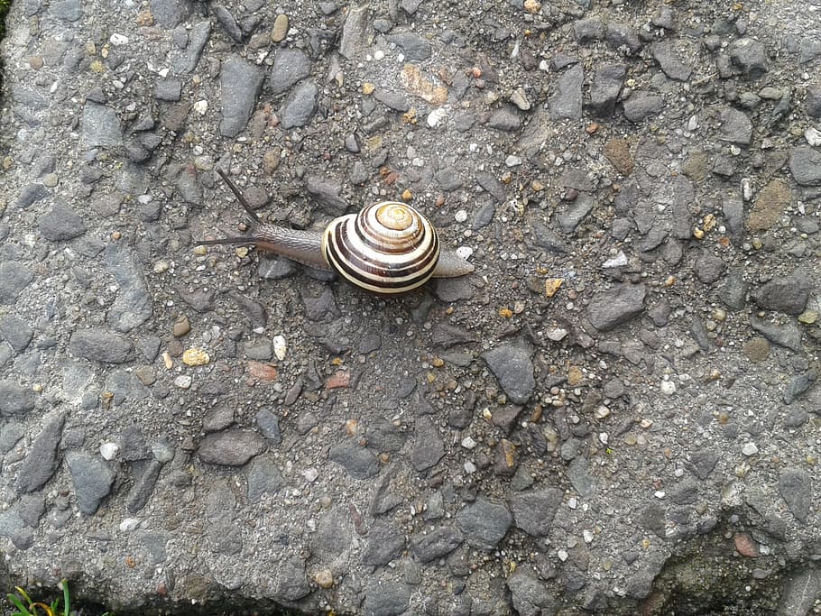 Snail, Sneak, Shell, Mucus, slowly, steinweg, time, one animal, animal shell, mollusk