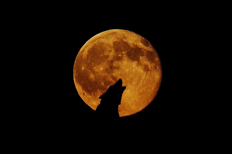 silhouette of wolf, full moon, moon, wolf, howl, photo montage, atmosphere, space, astronomy, night