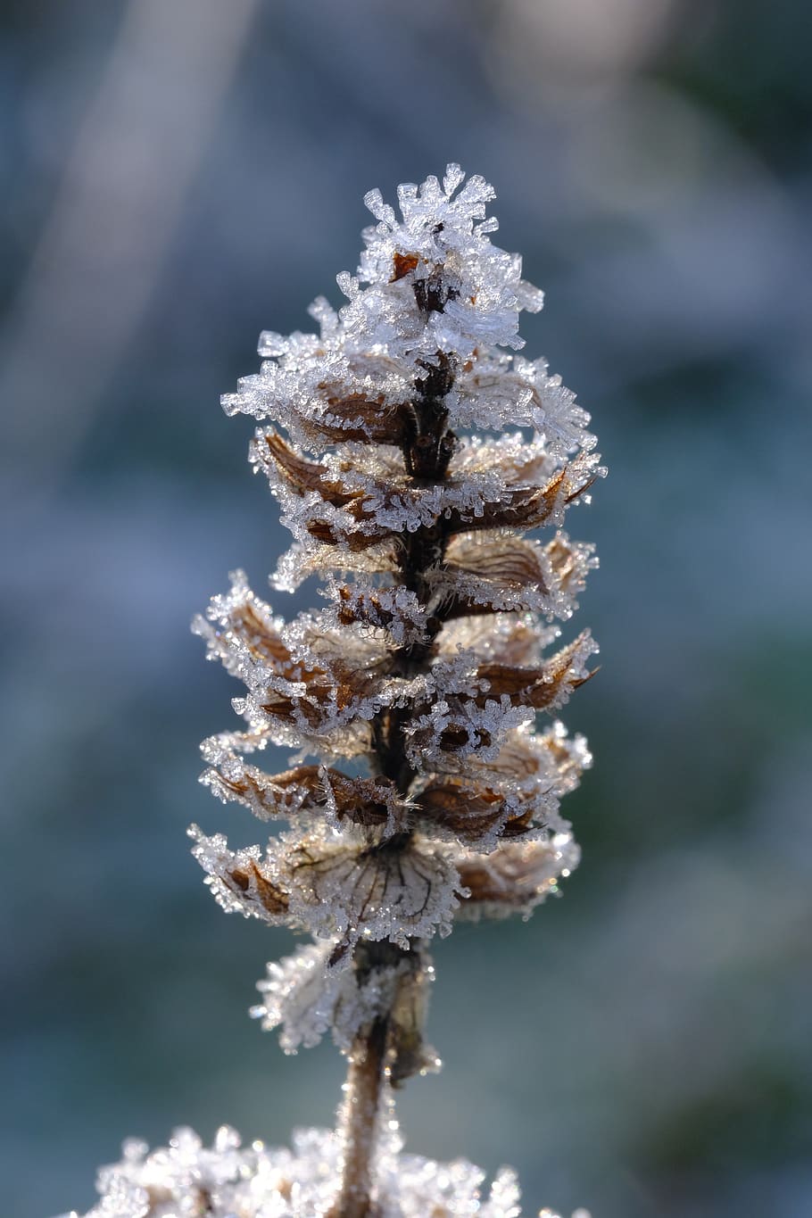 crystals, eiskristalle, winter, frost, cold, hardest, frozen, hoarfrost, icy, wintry