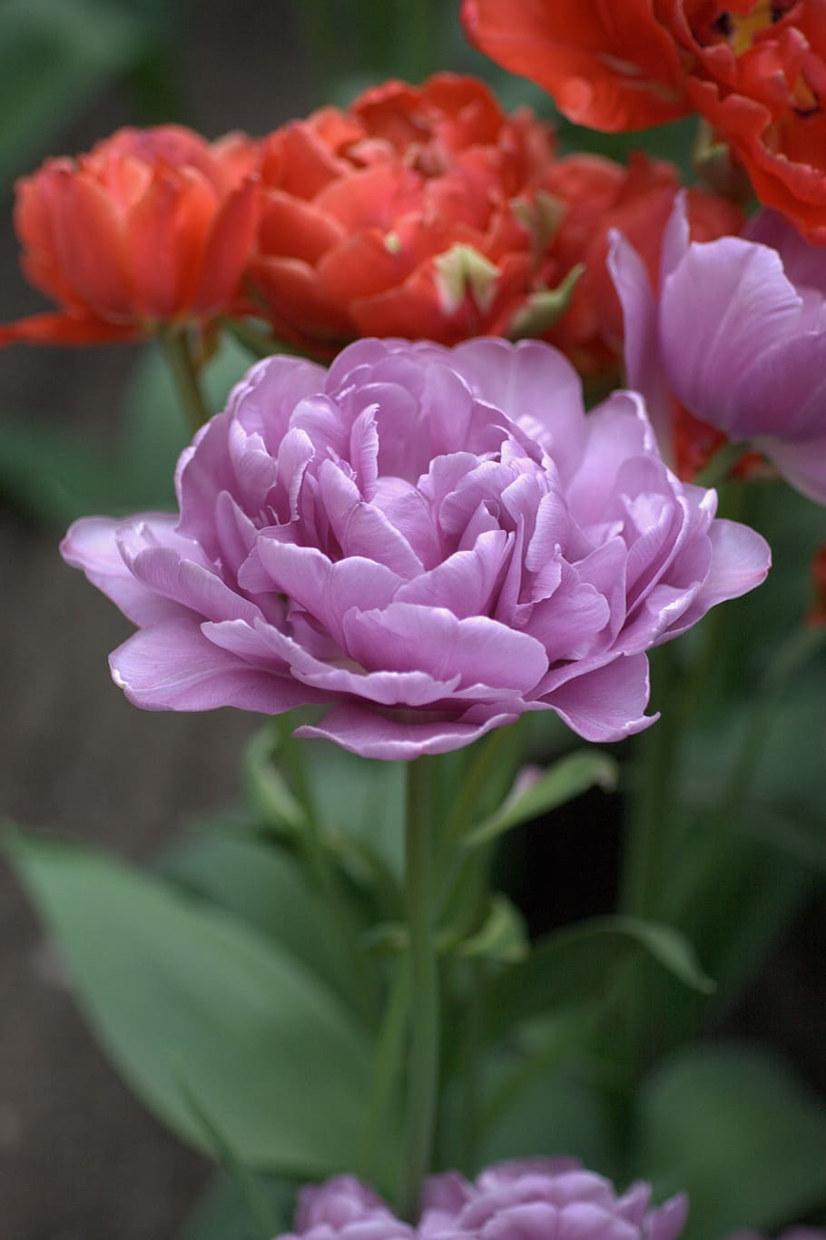 tulip, purple, lilac, double, spring, tulips, flowers, pink, bloom, flower