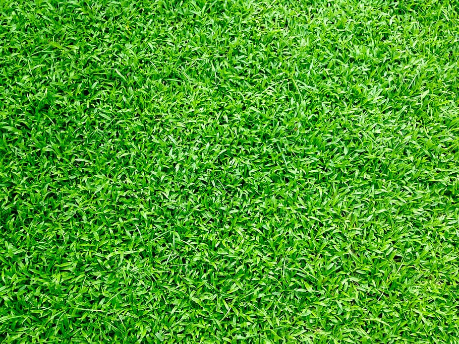 grama, campo de grama, grama verde, gramado, campo, naturais, natureza, verde, cor verde, planta