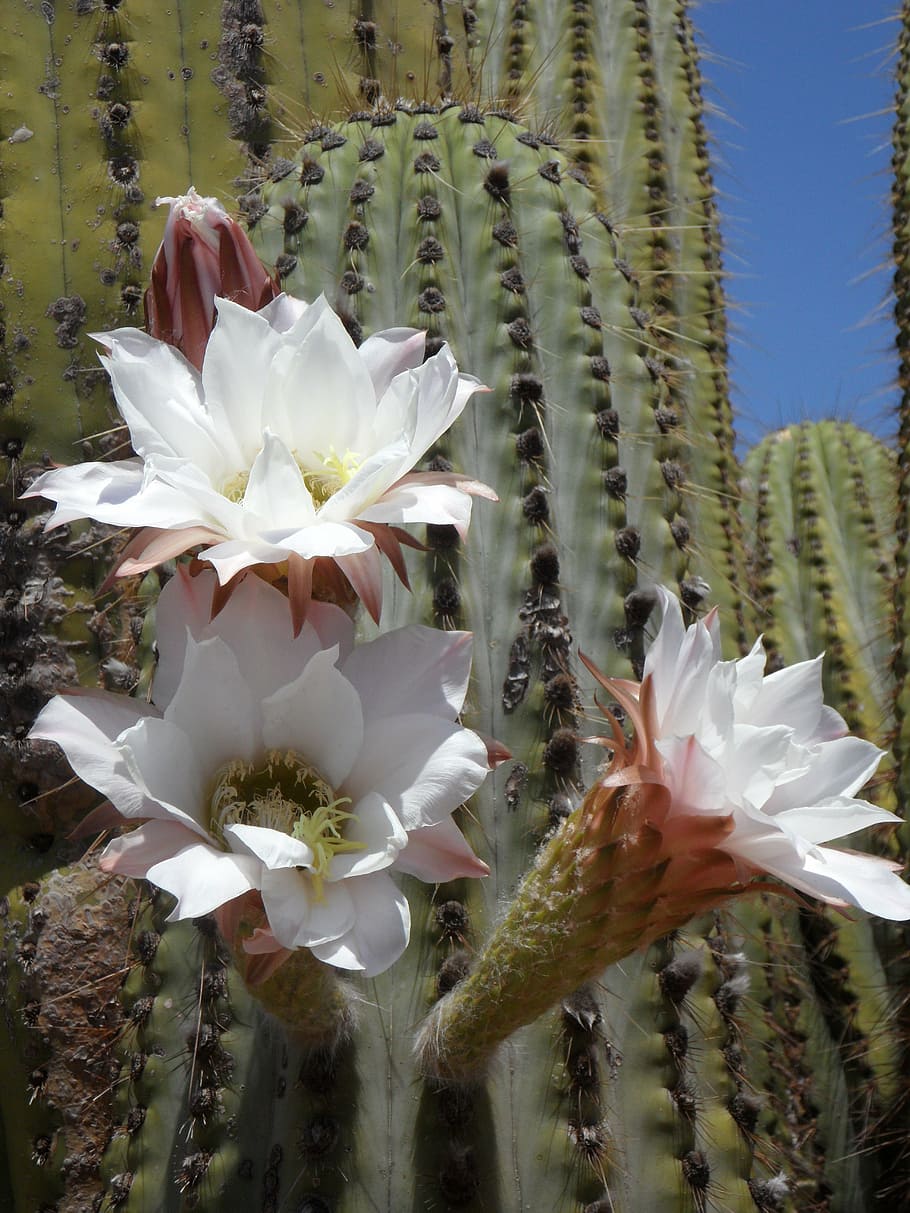 cactus blossom, bloom, cactus, flora, plant, blossom, prickly, blooming  white, beautiful, flowers | Pxfuel