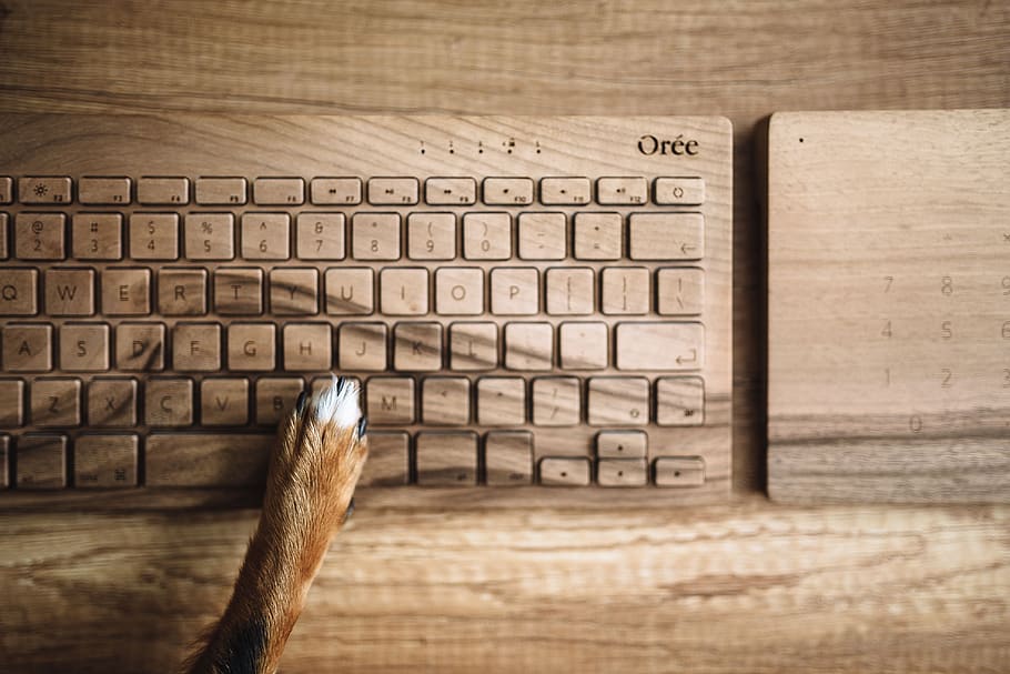 teclado, tecnologia, cachorro, animal de estimação, animal, teclado de madeira, engraçado, pata, Cães, de madeira