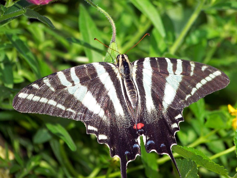 scarce swallowtail, butterfly, animal, flying, insect, sail swallowtail, pear-tree swallowtail, animal wildlife, animals in the wild, animal themes