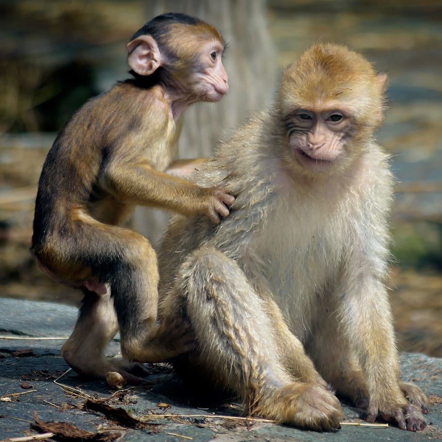 Ape, Zoo, Animal, Wildlife Photography, annoyed, monkey, animal wildlife, primate, young animal, mammal
