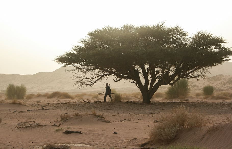 homem, caminhada, verde, árvore, dia, argélia, deserto, madeira morta, tempestade de areia, plantar