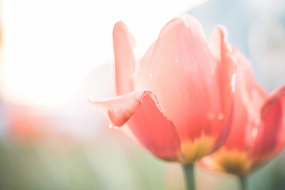 tulipas flor, fechar, Desaturated, Vermelho, Tulipas, Flor, Close Up, flores, natureza, planta