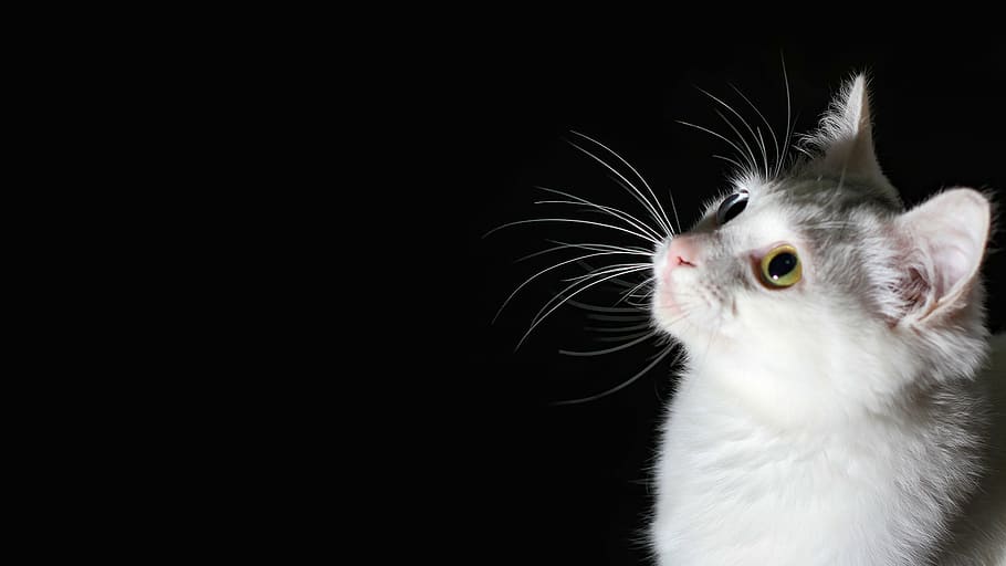 gato atigrado plateado, gato, negro, blanco, ojos de diferentes colores, fondo negro, índices de citoquímica, buscar, Animal, temas de animales