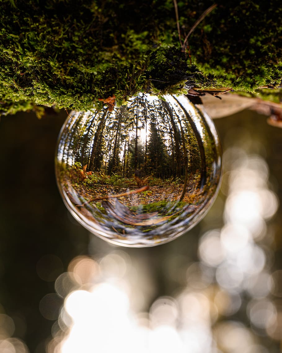 bola de vidro, floresta, cima, baixo, natureza, reflexão, foco no primeiro plano, árvore, close-up, planta