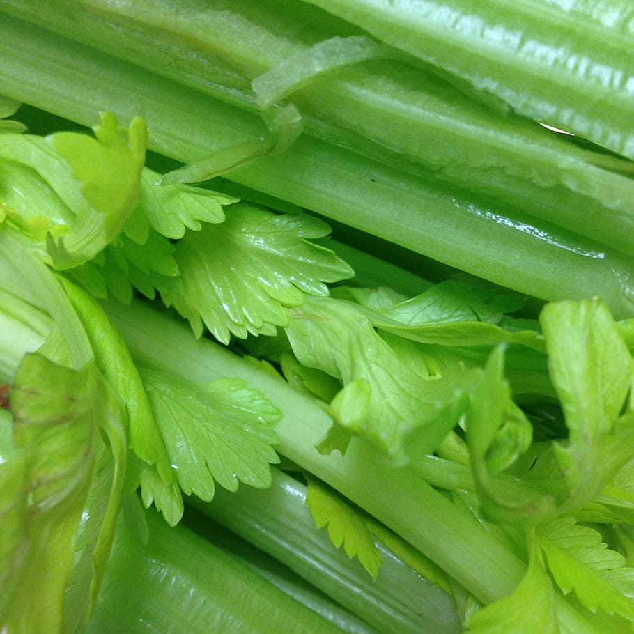 close-up photography, leafed, plant, celery, vegetable, healthy, food, vegetarian, fresh, green