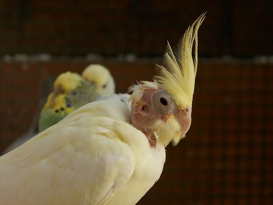 cockatiel, corrugated parakeets, birds, animals, animal themes, bird, animal, vertebrate, domestic, pets