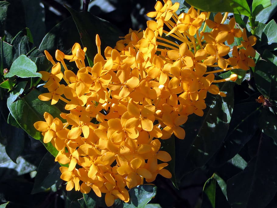 Flor, ixora, amarela, exóticas, flor amarela, submarinas, close-up,  fragilidade, planta, crescimento | Pxfuel