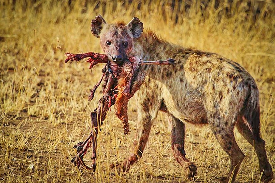 lobo, comiendo, animal, al lado, verde, campo de hierba, hiena, tanzania, áfrica, caza