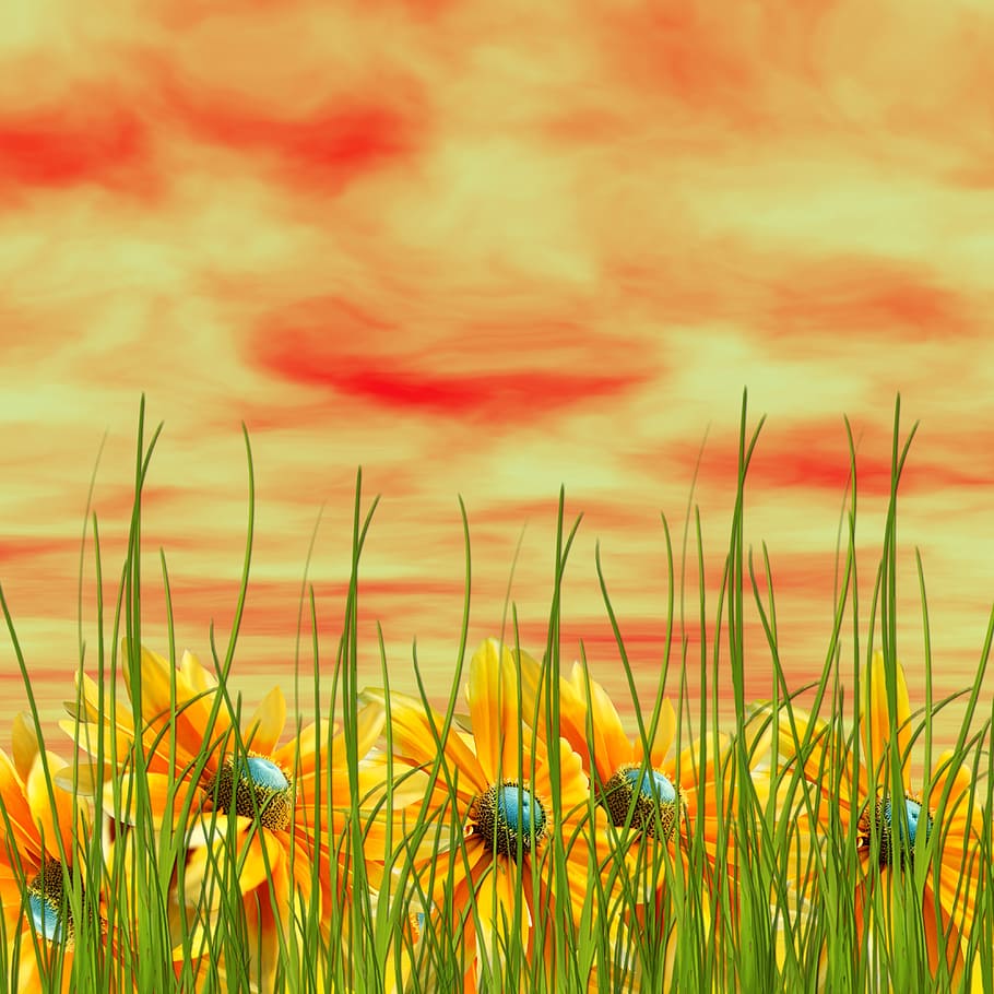 黄色の花 自然 空 背景 デザイン テクスチャ 草 黄色 自然の美しさ 成長 Pxfuel