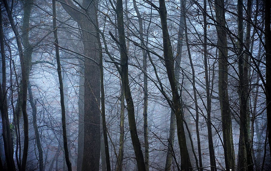 forest, fog, night, nature, landscape, trees, magic, winter, mystical, dark