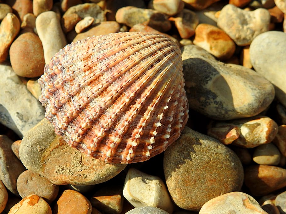 shell, pebbles, beach, nature, stones, cockle, bivalve mollusc, bivalve, mollusc, marine