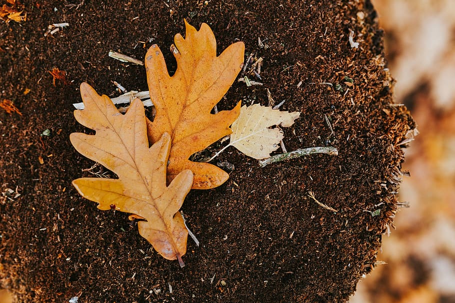 秋, 散歩, 犬, 葉, 茶色, 自然, 植物, 成長, 汚れ, クローズアップ