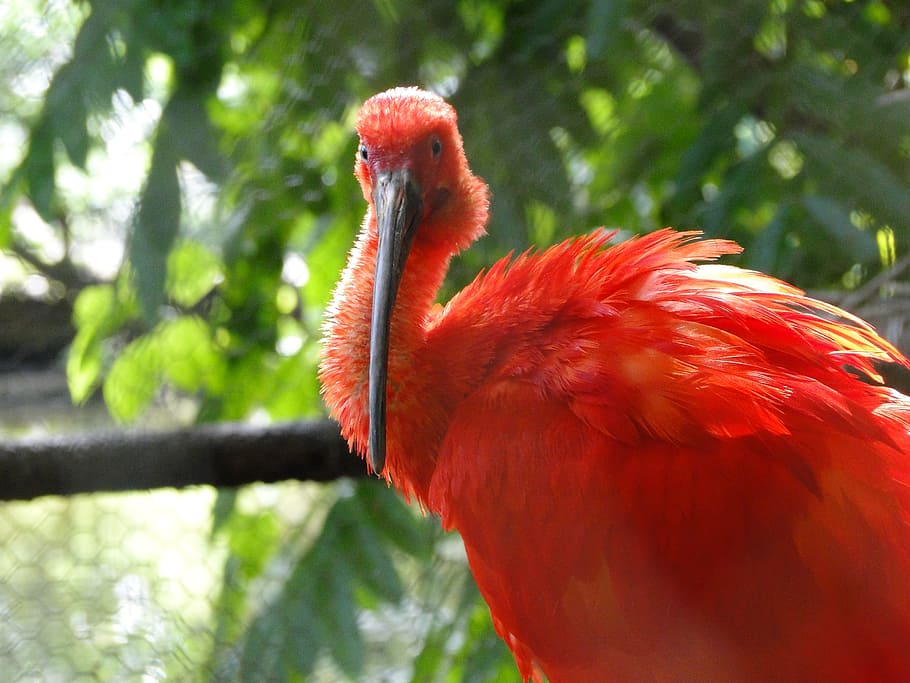 scarlet ibis, bird, re, red, nature, tropical, wildlife, animal themes, vertebrate, animal