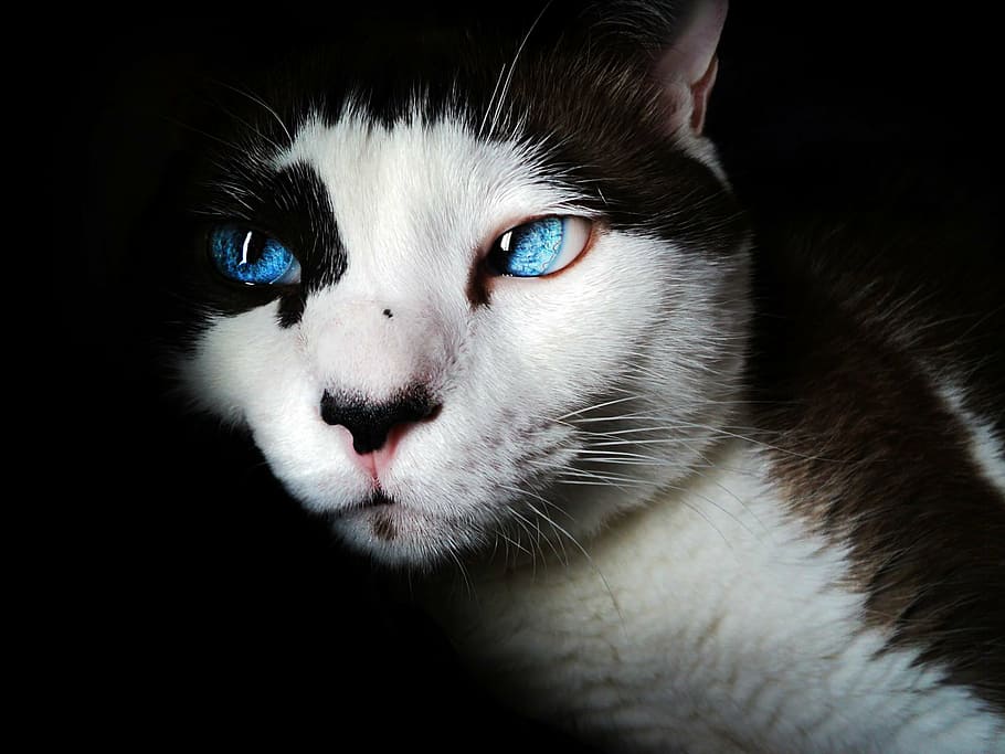 close-up photo, white, black, blue-eyed, cat, siamese, blue eyes, cute, feline, pet