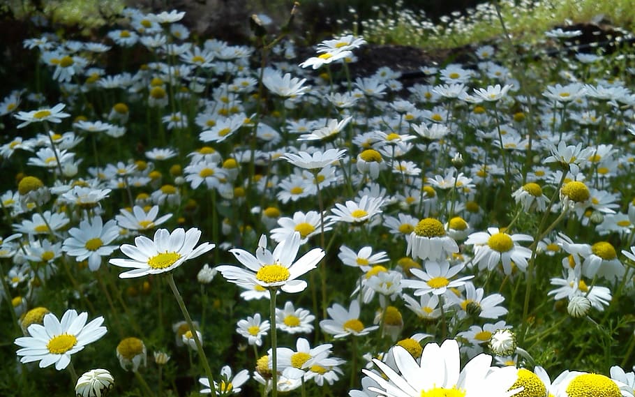 flowers, spring, daisies, nature, daisy, flower, summer, plant, meadow, chamomile Plant