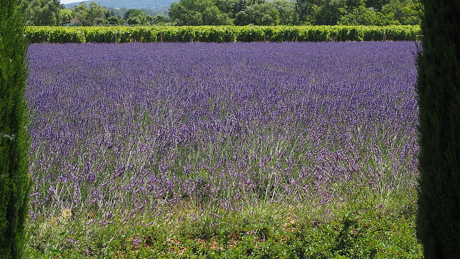 bidang lavender, Lavender, Lapangan, penanaman lavender, ungu, tanaman hias, tanaman, lavender sejati, bunga lavender, violet