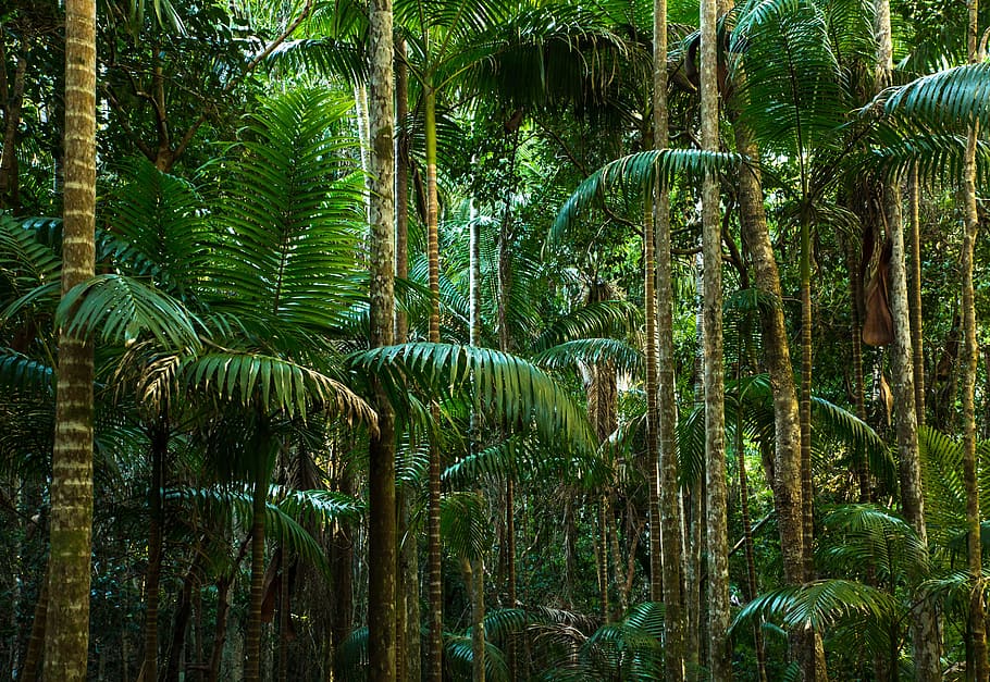 palmeras verdes, selva, selva tropical, líneas, troncos de árboles, helecho, australia, verde, místico, parque nacional