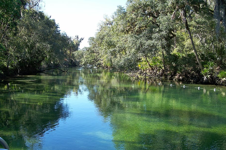 Blue Springs River, Florida, río, naturaleza, agua, reflexiones, árbol, planta, reflexión, tranquilidad