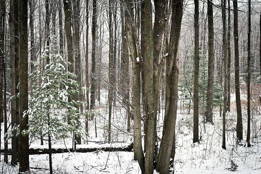 wood, tree, winter, snow, landscape, winter wonderland, forest, plant, land, tree trunk