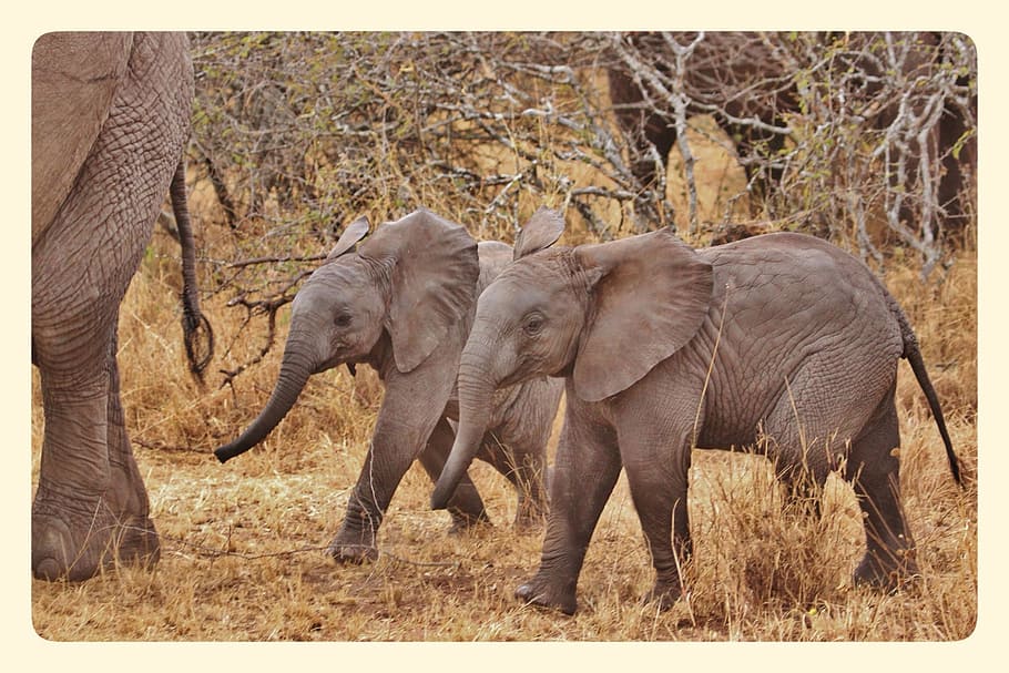 dos, elefantes, durante el día, bebés elefantes, familia de elefantes, parque nacional serengeti, tanzania, áfrica, salvaje, naturaleza