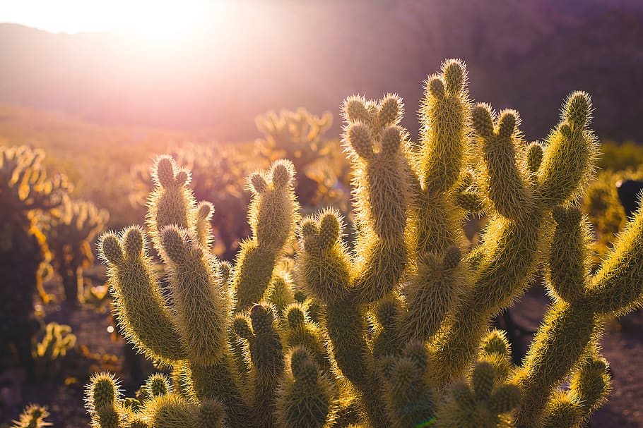 sunshine, cactus, west, oasis, desert, plant, sunlight, nature, growth, beauty in nature