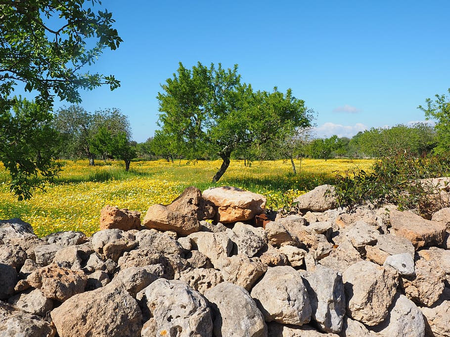 stone beside trees, olive tree, olive grove, stone wall, wall, flower meadow, crown anthemideae, glebionis coronarian, composites, asteraceae