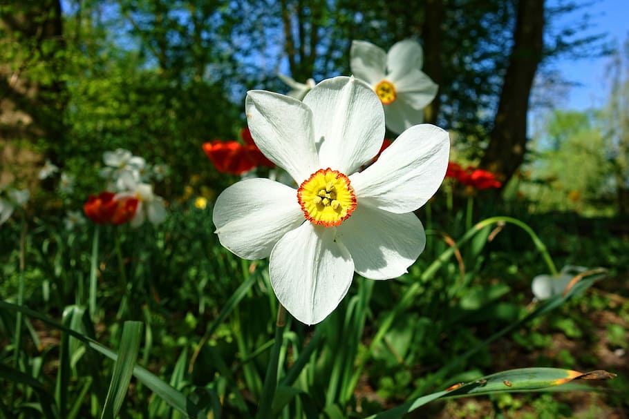 white, yellow, flower, shallow, focus photography, daffodil, plant, bulbous, spring flower, spring time