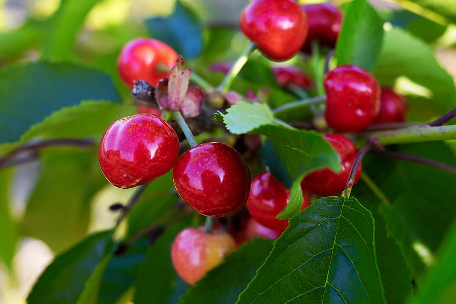 red, cherries, daytime, sweet cherries, fruit, fruit tree, fruits, delicious, sweet, healthy