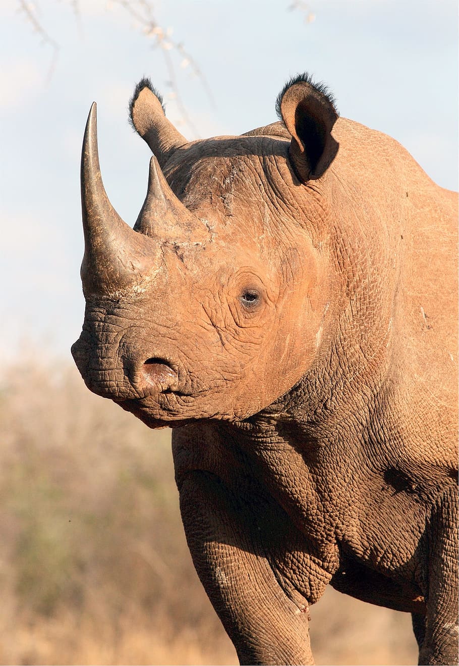 селективный, фокусная фотография, коричневый, носорог, черный, животное, млекопитающее, африка, рог, большой