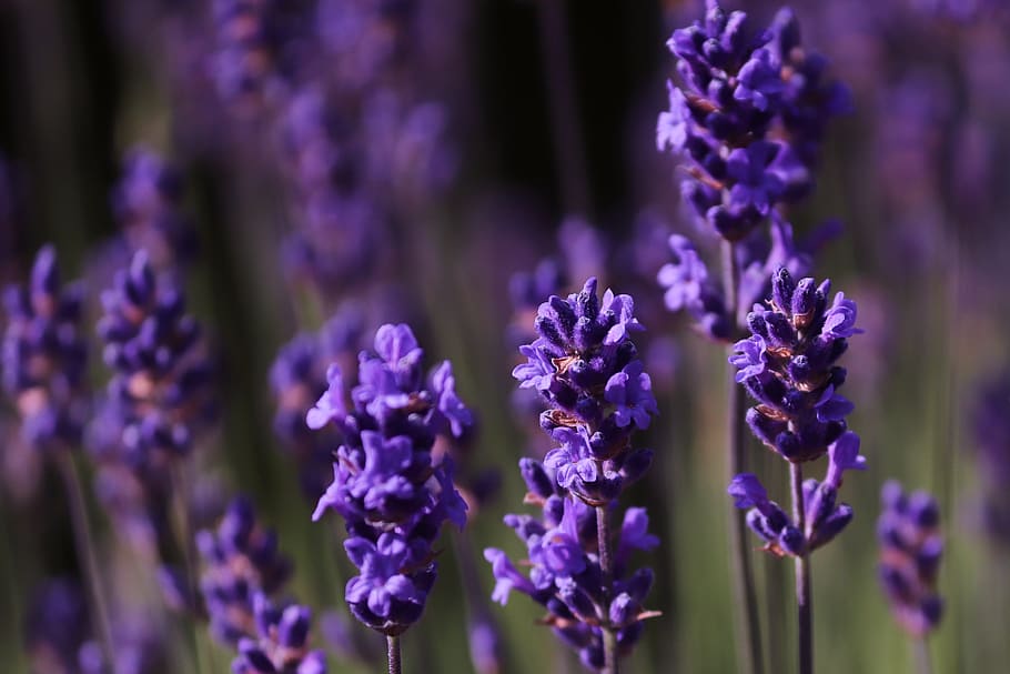 warna lembayung muda, ungu, bunga lavender, bunga, alam, musim panas, keharuman, menanam, merapatkan, Lavandula