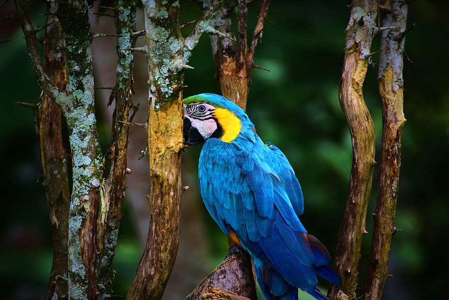 macaw, parrot, bird, colorful, animal, nature, blue, yellow, tropical, wildlife