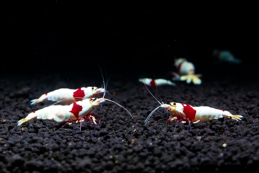 red, ornamental shrimp, crs, water life, a pet shrimp, water plant, tropical fish, shrimp, red shrimp, group of animals