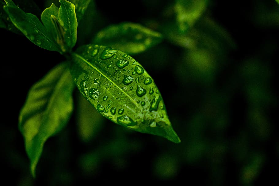 leaf, wet, surface, nature, rain, leaves, green, plant, water, drip