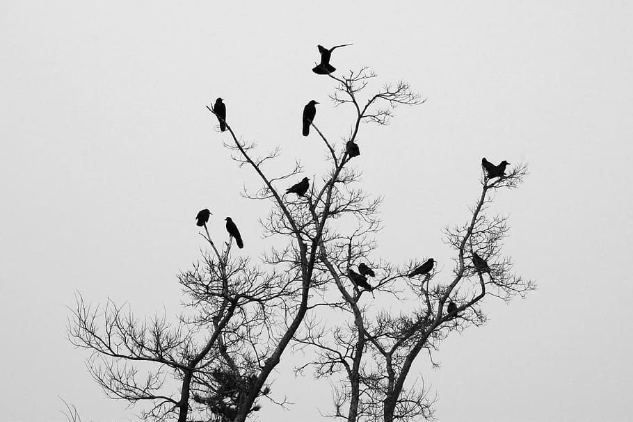aves, empoleirado, silhueta de galho de árvore, corvo, novo, natureza, ao ar livre, parque, asa, céu