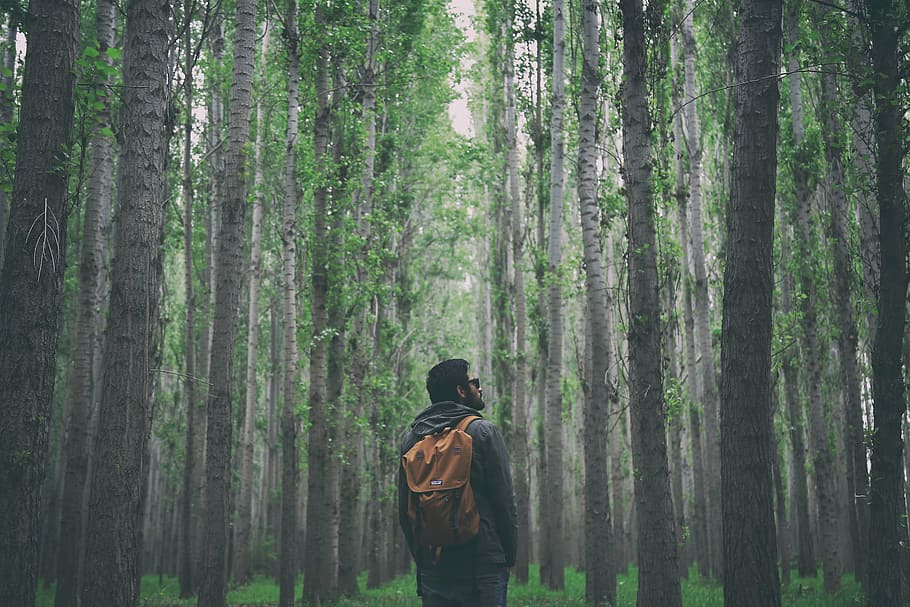 man, wearing, backpack, standing, tree, nature, woods, forest, people, guy