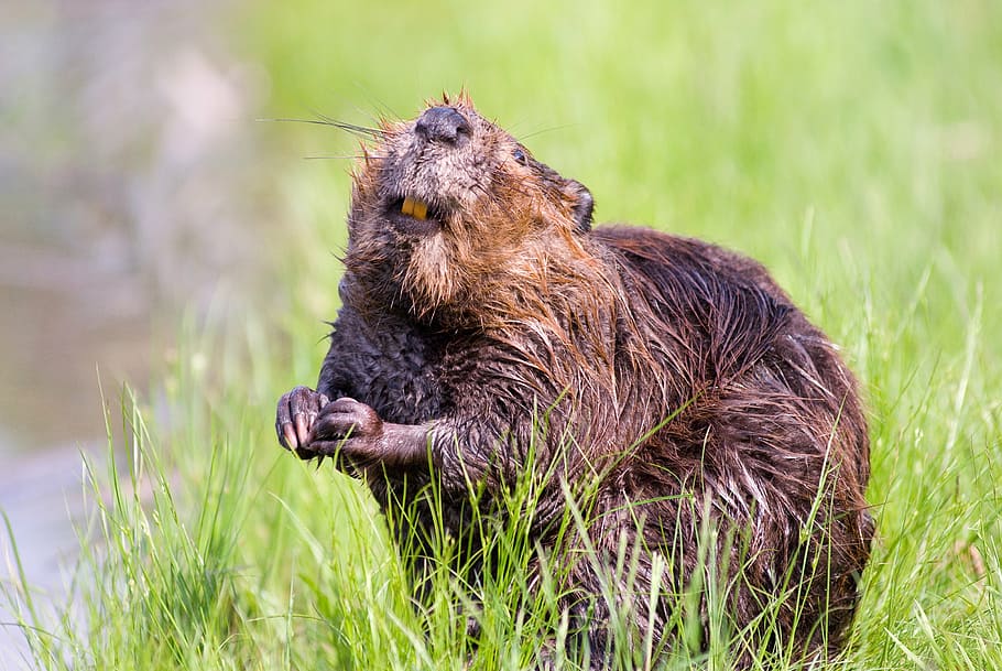 beaver, pond, wildlife, aquatic, cute, nature, water, wild, fur, animal wildlife